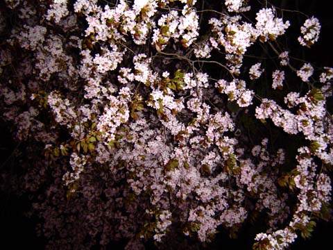 夜桜。_a0042044_2085885.jpg