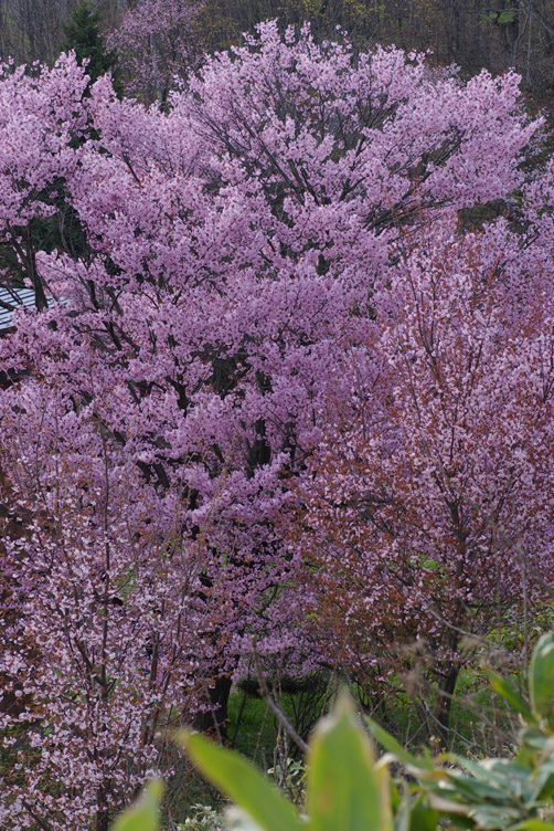 cherry blossoms in a morning_d0074844_10102631.jpg