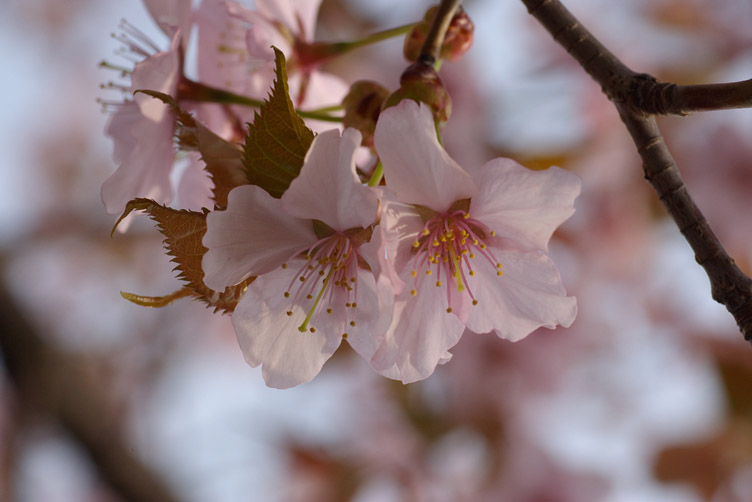 cherry blossoms in a morning_d0074844_10111785.jpg