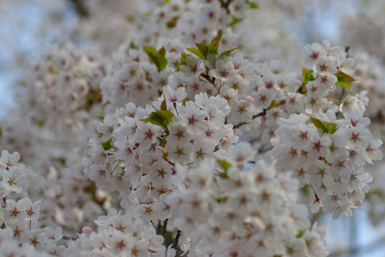 cherry blossoms in a morning_d0074844_10114960.jpg