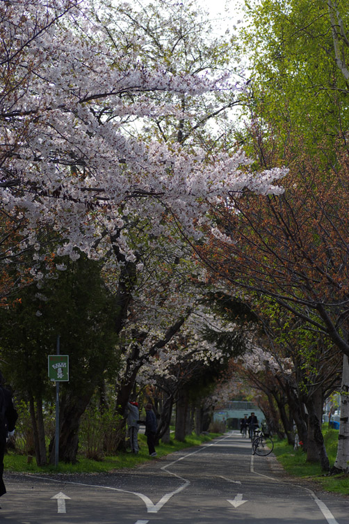 cherry blossoms in a morning_d0074844_1012054.jpg