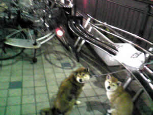 風が強かったですね!_d0035245_93235.jpg