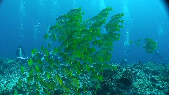 ３月６日 パラオ　３日目_c0020054_10421897.jpg