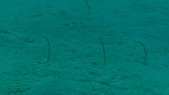 ３月６日 パラオ　３日目_c0020054_10433493.jpg