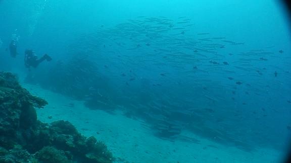 ３月６日 パラオ　３日目_c0020054_10443027.jpg