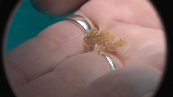 ３月６日 パラオ　３日目_c0020054_1047564.jpg