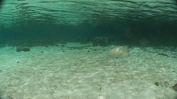 ３月６日 パラオ　３日目_c0020054_1059412.jpg