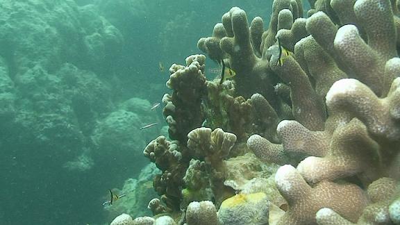 ３月６日 パラオ　３日目_c0020054_1111169.jpg