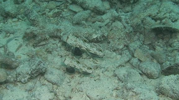 ３月６日 パラオ　３日目_c0020054_1131753.jpg