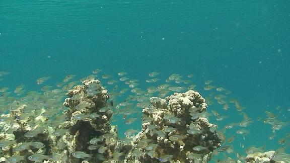 ３月６日 パラオ　３日目_c0020054_113393.jpg