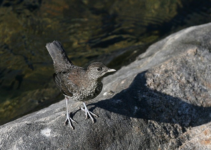 カワガラス幼鳥_f0132959_22554081.jpg