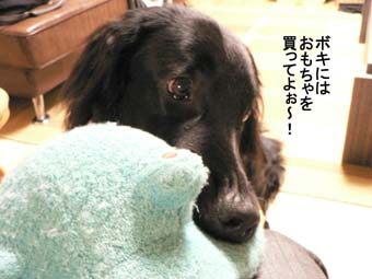 Ashiya-Dog-Walkフェチ_f0065568_21265192.jpg