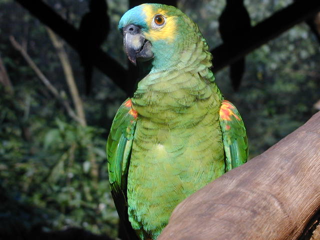 ブラジル旅行記 鳥公園 ブラジル紹介 ブラジル旅行記 鳥公園 ブラジル紹介