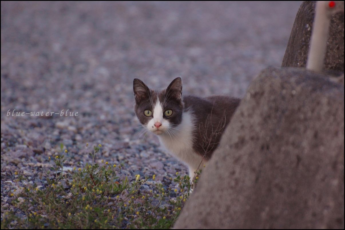 ねこのいる景色　＃6_f0138972_2265127.jpg