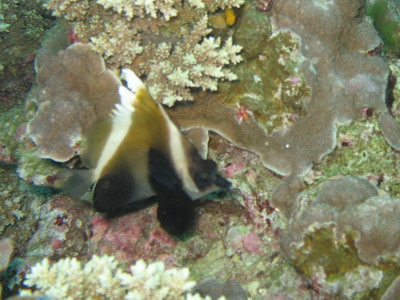 2007/04/30(月) - 4 Dive　No.421 - Anita\'s Reef　[Similan]_a0002177_2153053.jpg