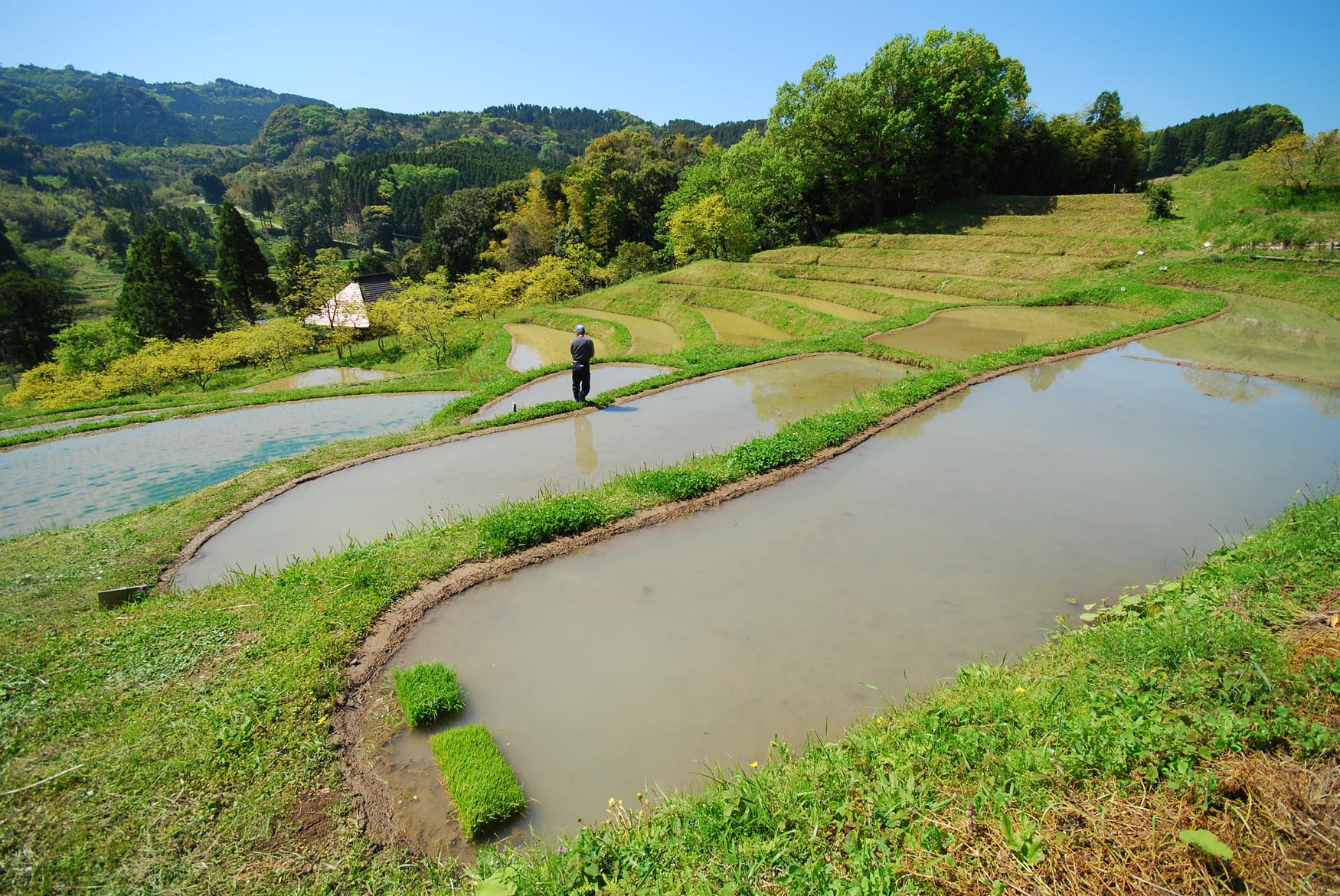 千葉県鴨川市・大山千枚田ＩＩ_e0071178_745957.jpg