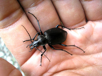 クロカタビロオサムシとイモムシ 宇治虫