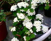 f0136398_16475757.jpg