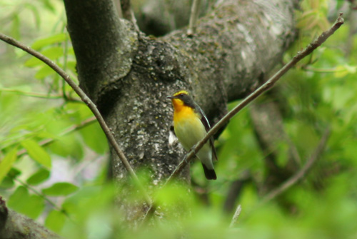 夏鳥がきたよ、キビタキだよ_a0024504_14474433.jpg