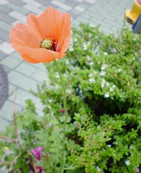 ナガミヒナゲシってどんな花 言葉を花束にして