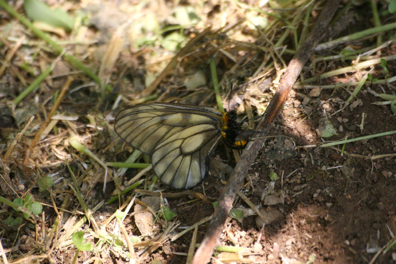 ２００７年５月中旬　ウスバシロチョウ色々_d0054625_21271324.jpg