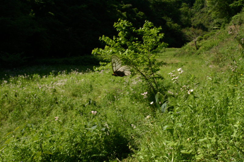 ２００７年５月中旬　ウスバシロチョウ色々_d0054625_2131488.jpg