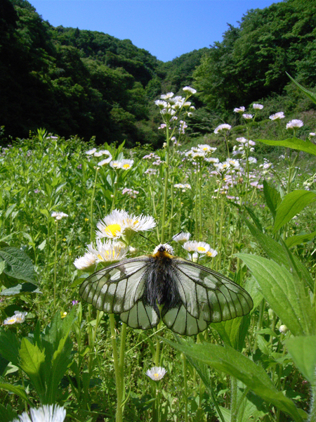 ２００７年５月中旬　ウスバシロチョウ色々_d0054625_21351062.jpg