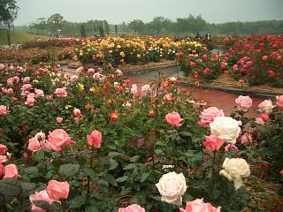 f0010925_2127831.jpg