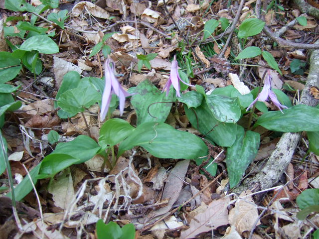 町中お山の山野草図鑑 名なしさんアリ ふしぎの里 遠野を行く