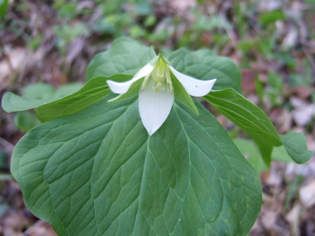 町中お山の山野草図鑑 名なしさんアリ ふしぎの里 遠野を行く