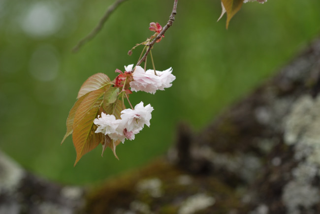 旧山谷小学校校庭の八重桜_d0094150_19482977.jpg