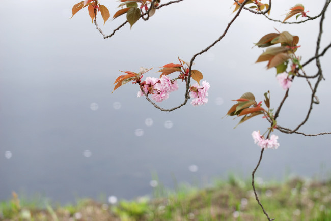 旧山谷小学校校庭の八重桜_d0094150_19484521.jpg