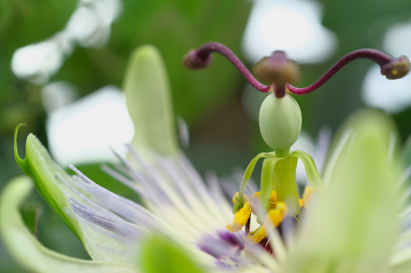 Passion Flower_f0072758_20123326.jpg