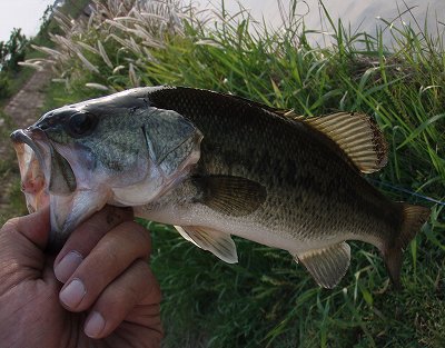 f0073059_2030384.jpg