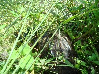 c0108460_21244860.jpg