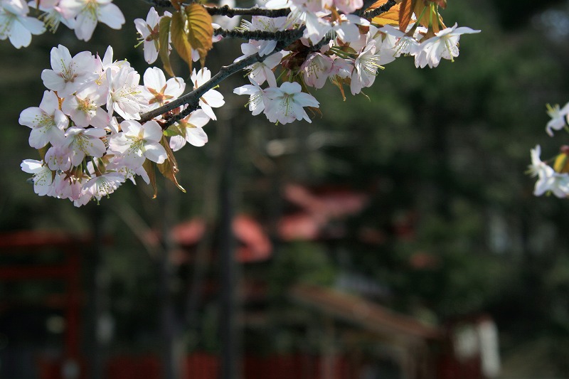 桜情報　札幌  藻岩山麓道_b0076972_1319591.jpg