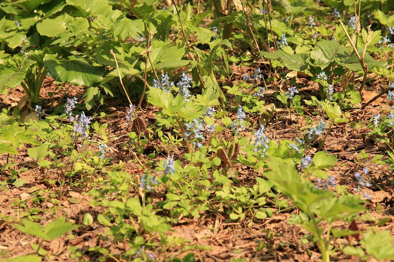 桜情報　札幌  藻岩山麓道_b0076972_13261668.jpg