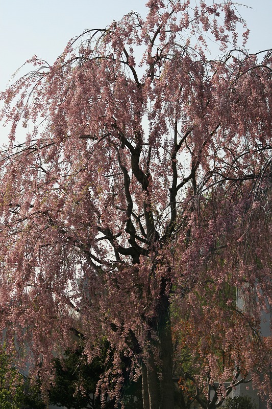 桜情報　札幌北大　キャンパス _b0076972_1630657.jpg