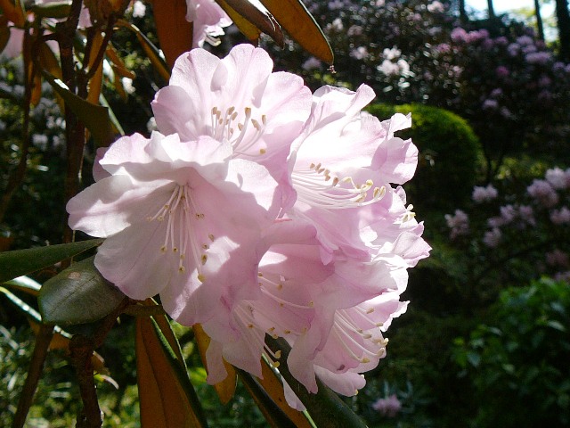 d0042474_1145721.jpg