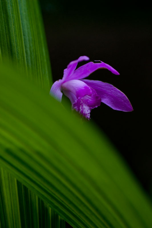 妖艶の花　紫蘭 （しらん）_f0080076_19245949.jpg