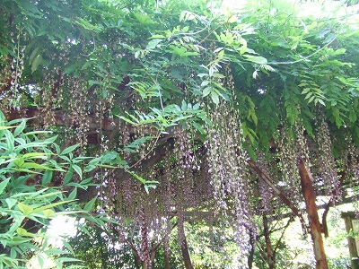 d0091279_15445221.jpg