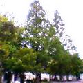 e0060485_64836.jpg