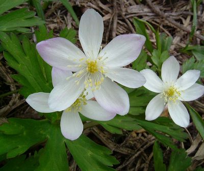 「藻岩山の花」_a0056986_1029470.jpg