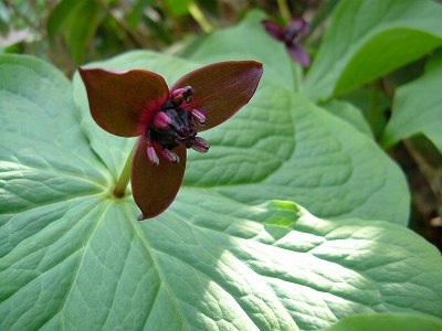 「藻岩山の花」_a0056986_10305985.jpg