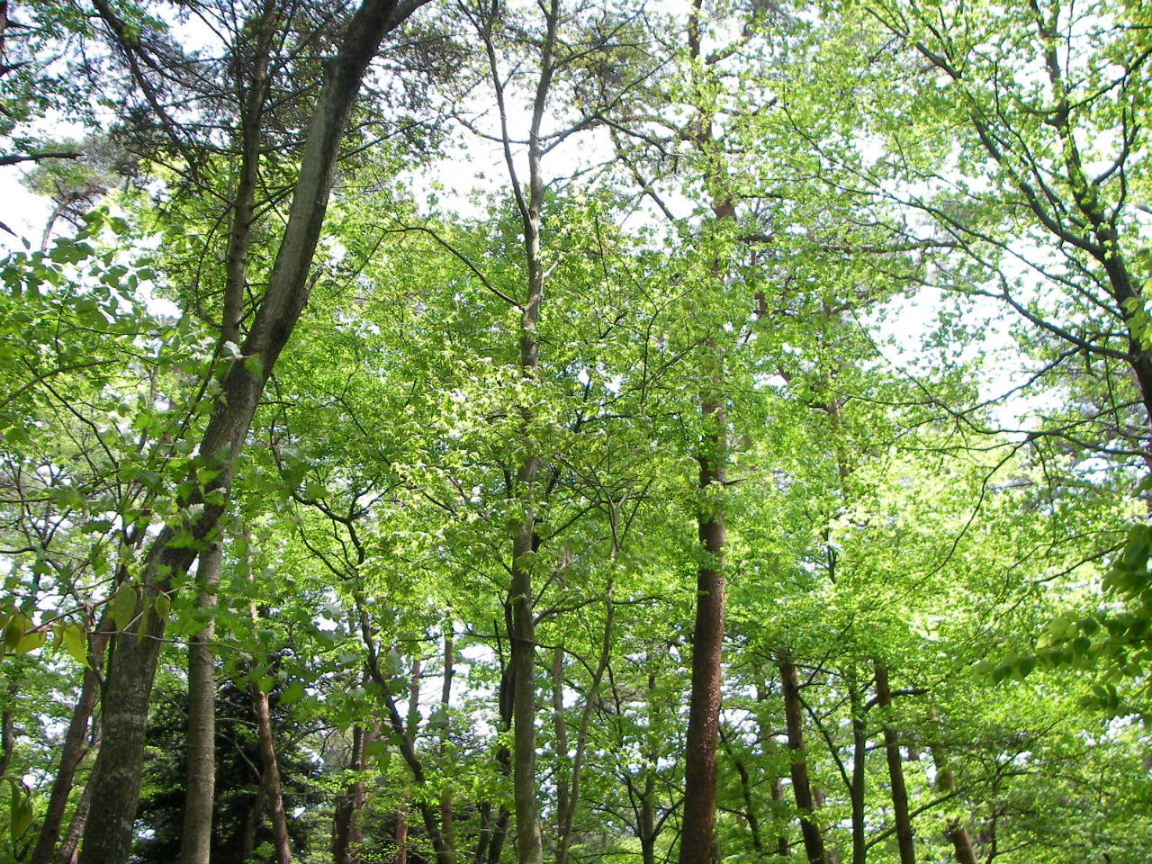 新緑の青葉の森５月観察会_f0100593_14343464.jpg