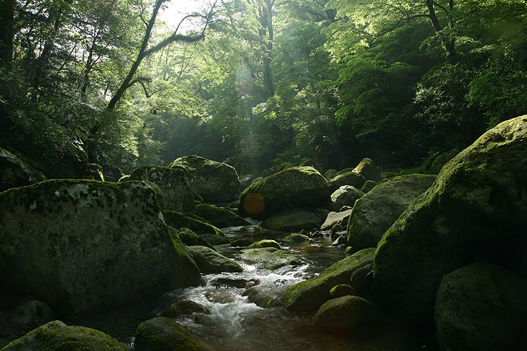 初夏の光が気持ちいい。_a0062300_10402345.jpg