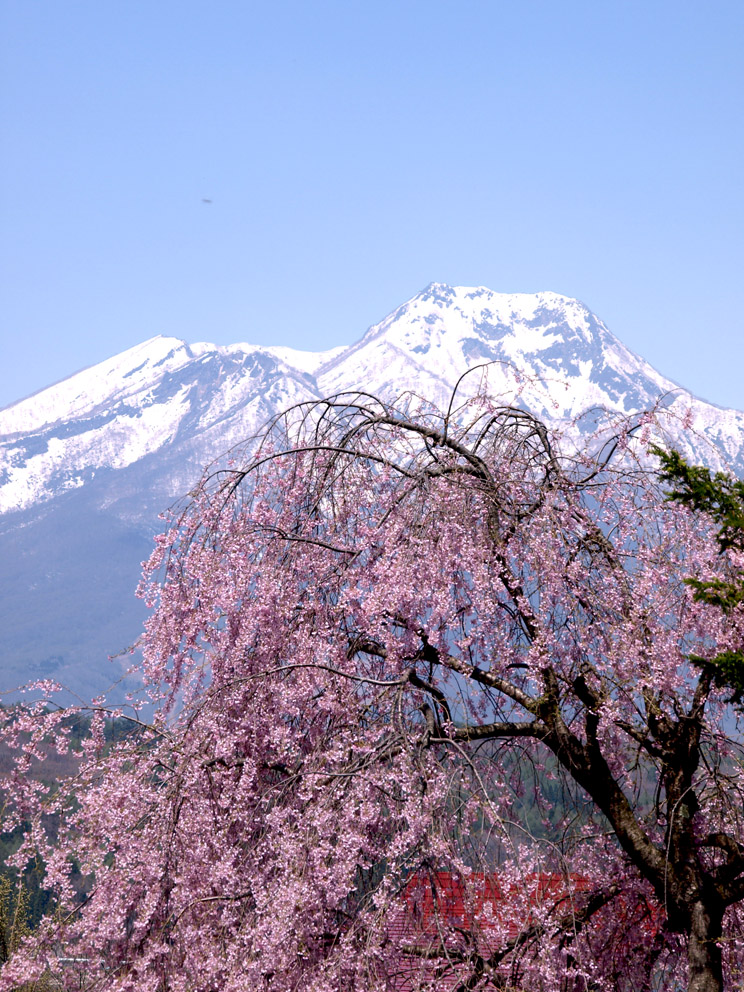 ＧＷ信州②　飯山（菜の花・カタクリ）_d0020300_220967.jpg