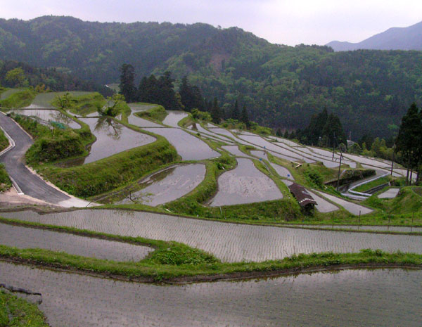 棚田(たなだ)1_e0048413_224199.jpg