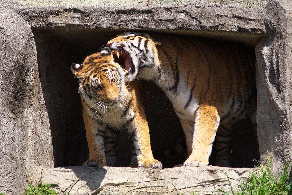 日本平動物園５_c0088025_142320.jpg