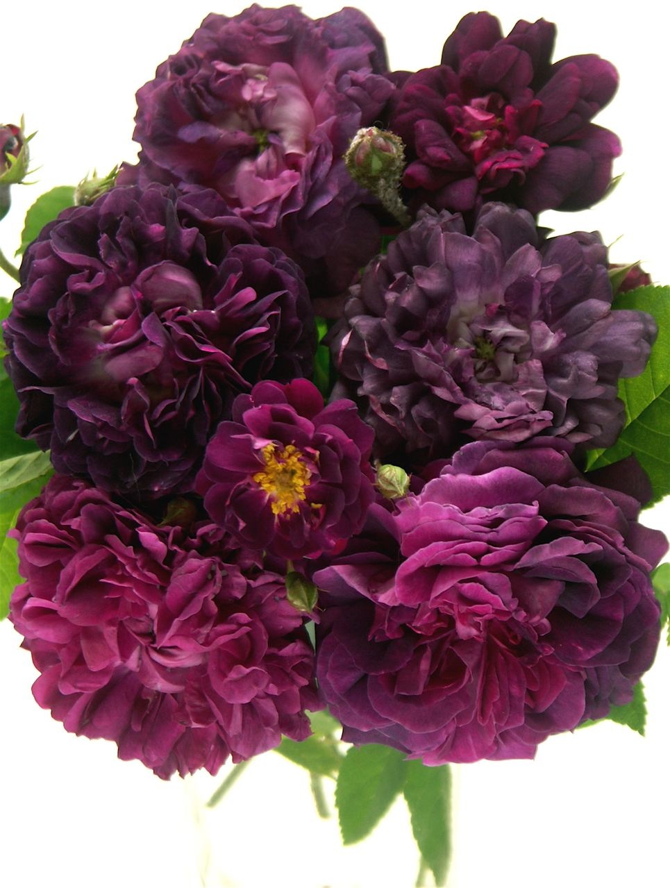 Forbidden Color 紫色の誘惑 匂いのいい花束 Annexe Forbidden Color 紫色の誘惑 匂いのいい花束 Annexe